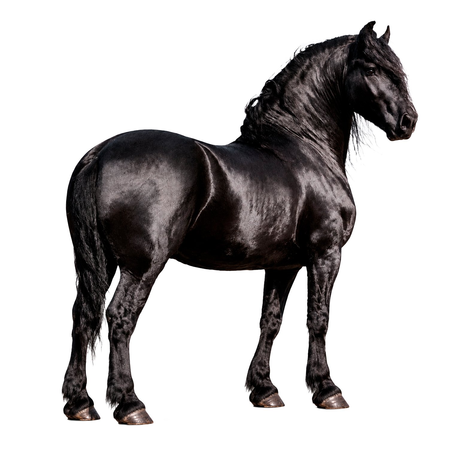 Capa Legging Gola Alta para Percheron (Sob Medida) - Imagem 2